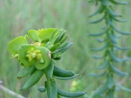 Euphorbia natalensis leaves